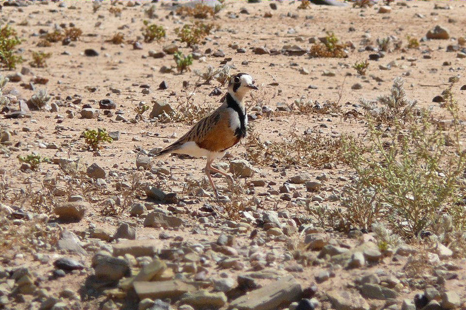 Inland Dotterel (Charadrius australis)